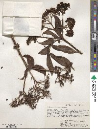 Sambucus ebulus image