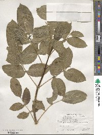 Sambucus cerulea image