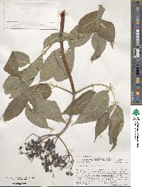 Sambucus cerulea image