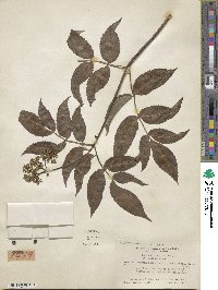 Sambucus cerulea image