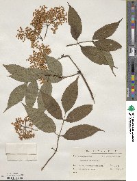 Sambucus racemosa subsp. racemosa image