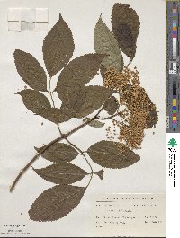 Sambucus racemosa subsp. racemosa image