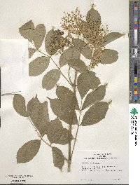 Sambucus canadensis image