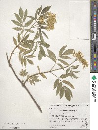 Sambucus canadensis image