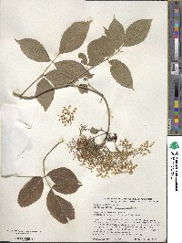 Sambucus canadensis image