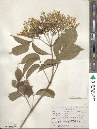 Sambucus canadensis image