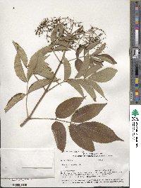 Sambucus canadensis image