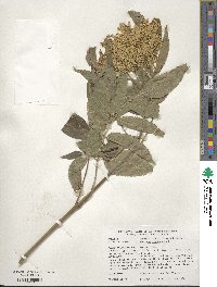 Sambucus canadensis image