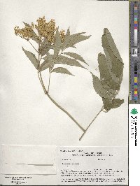 Sambucus canadensis image