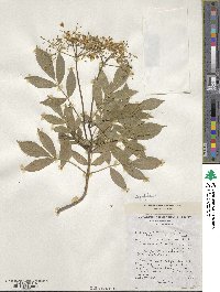 Sambucus canadensis image