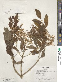 Sambucus canadensis image