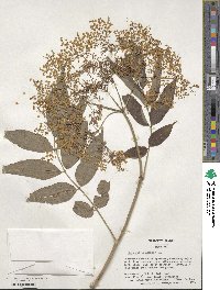 Sambucus canadensis image