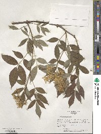 Sambucus canadensis image