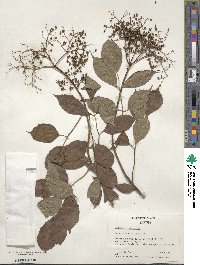 Sambucus canadensis image