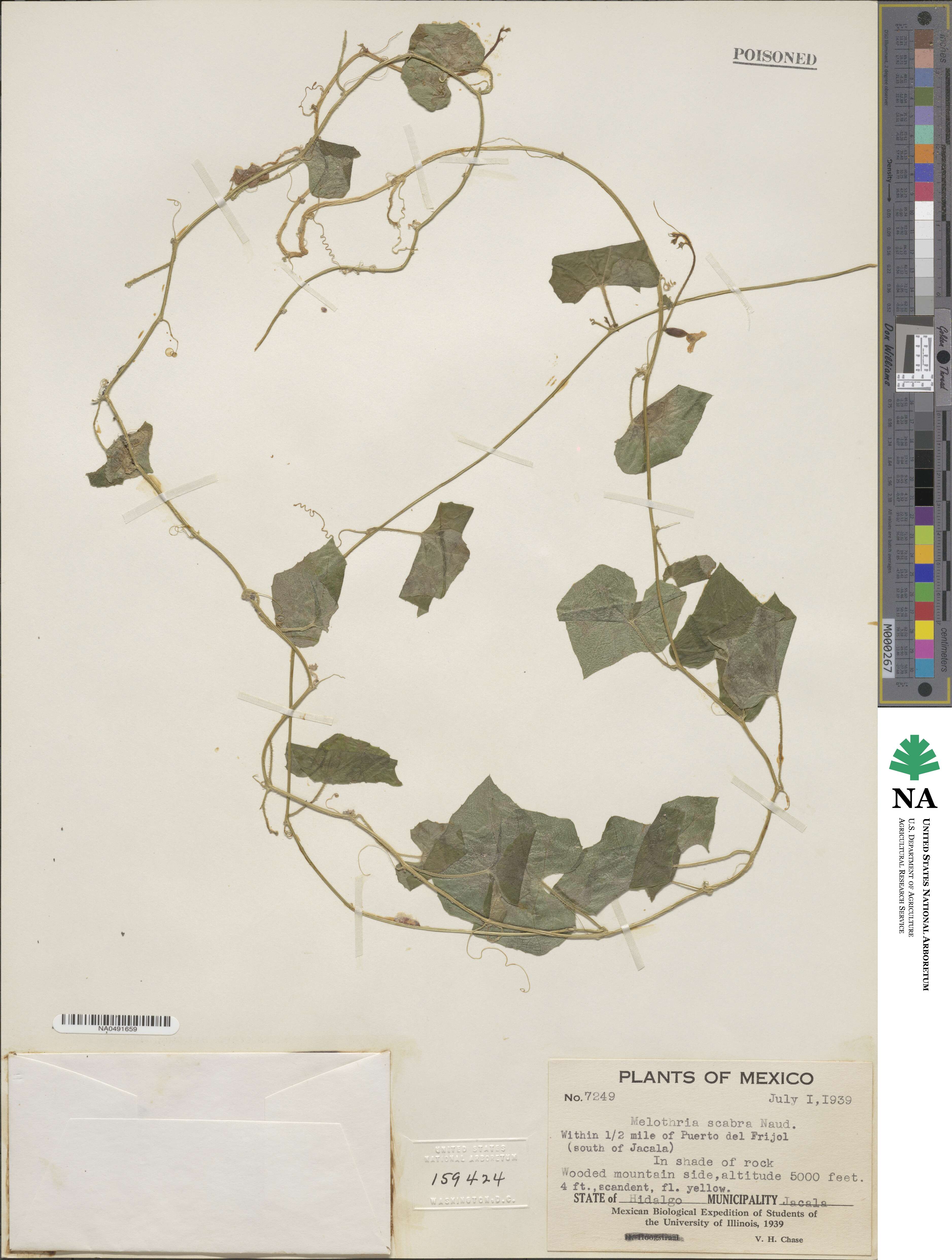 Melothria scabra image