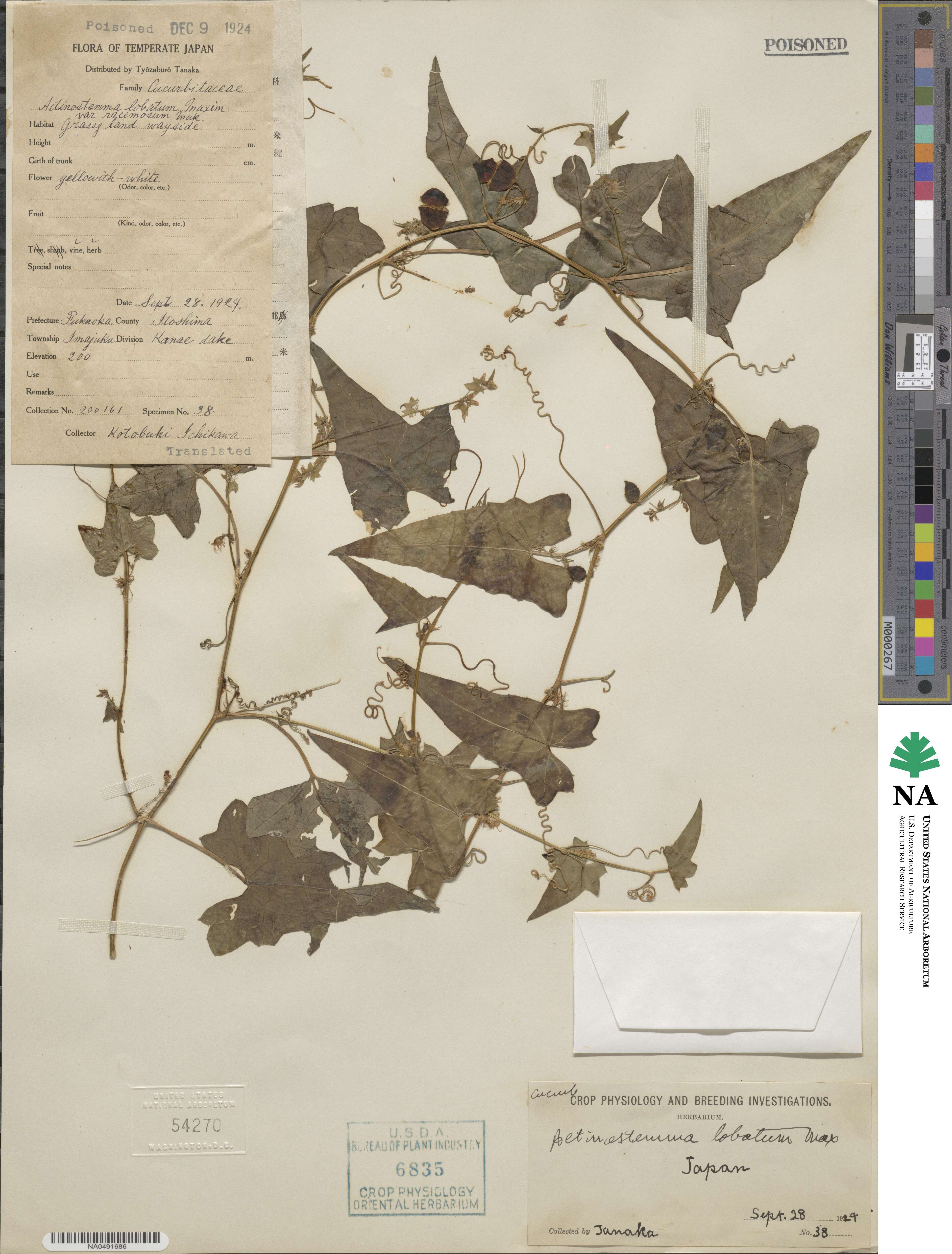Actinostemma tenerum image