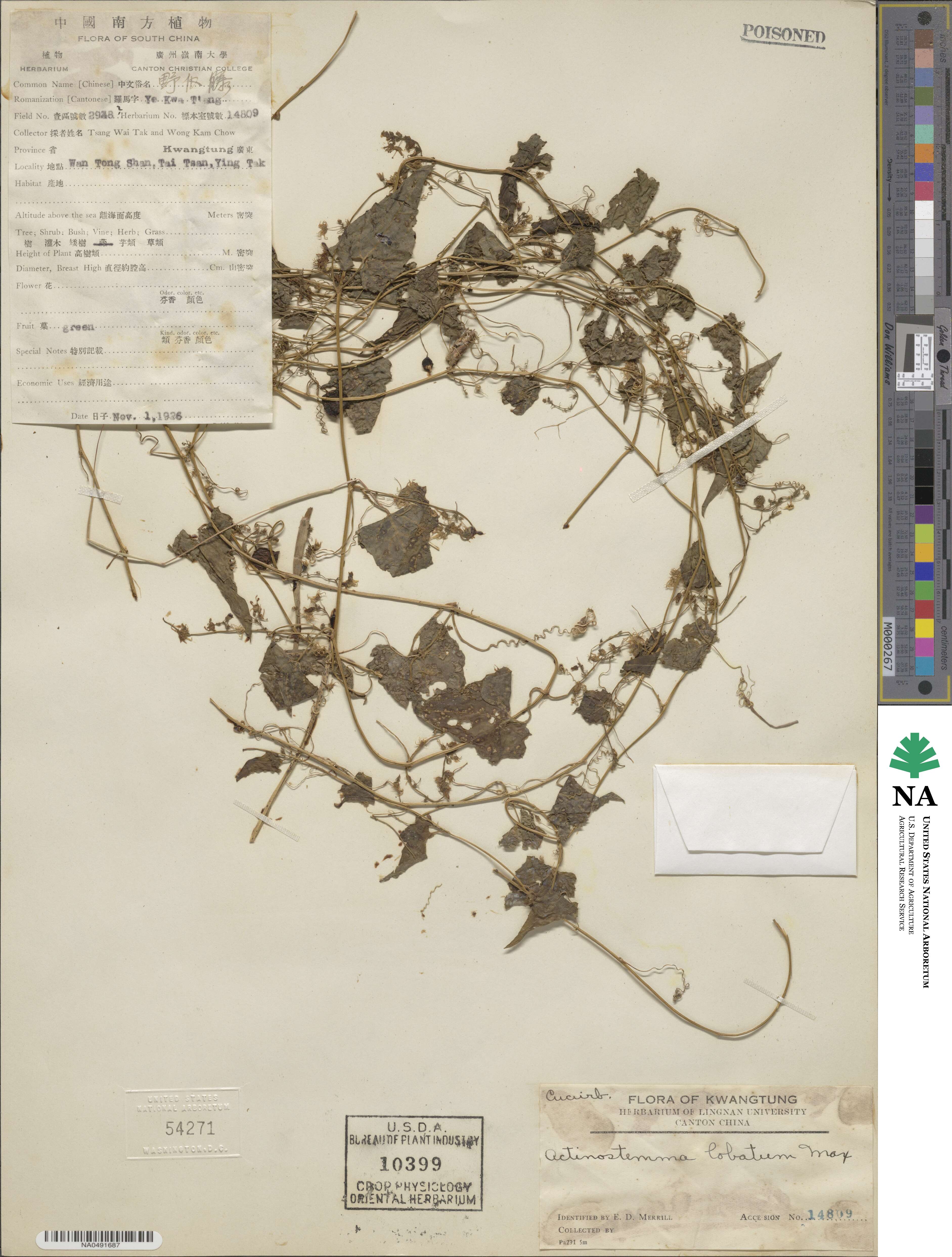 Actinostemma tenerum image
