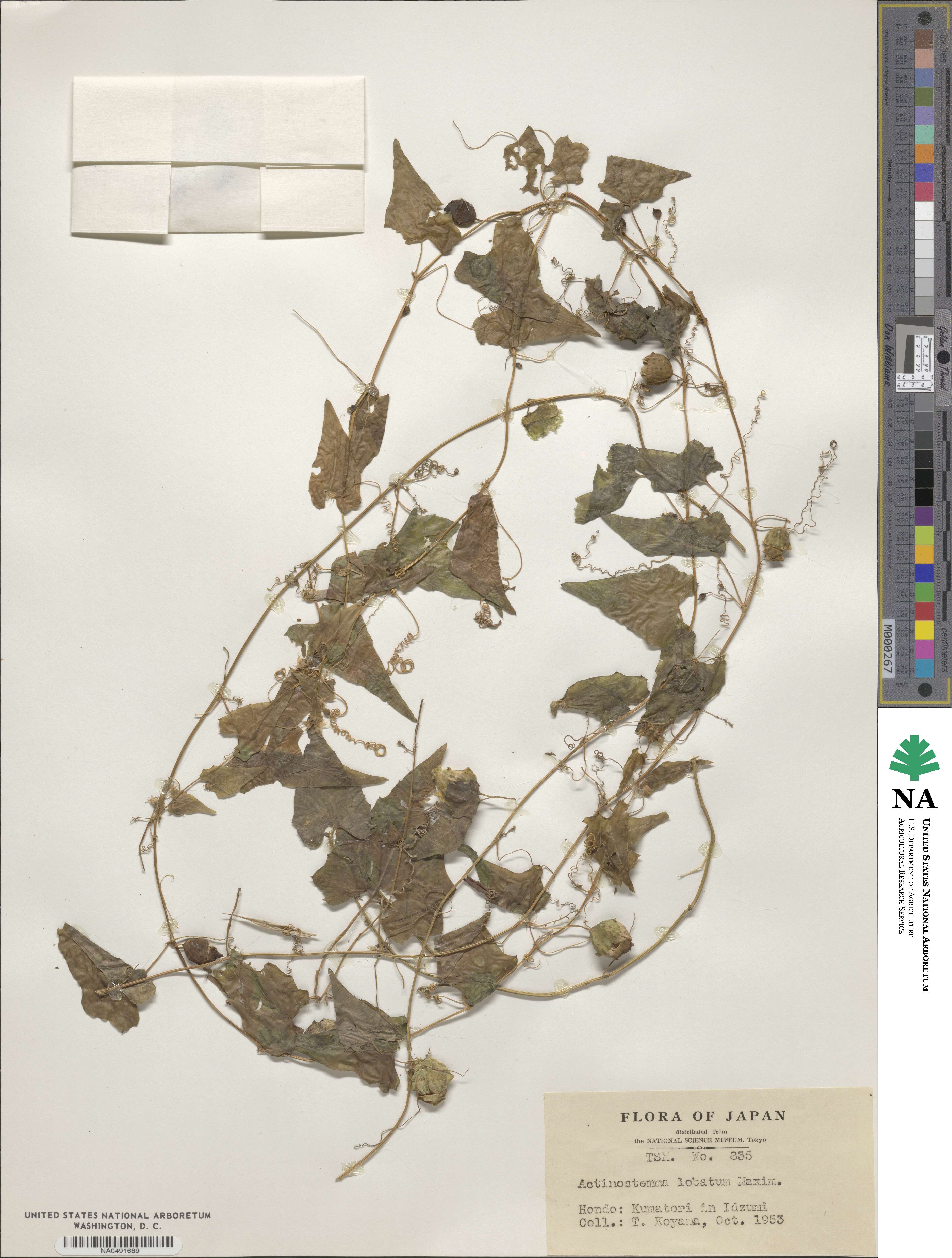Actinostemma tenerum image