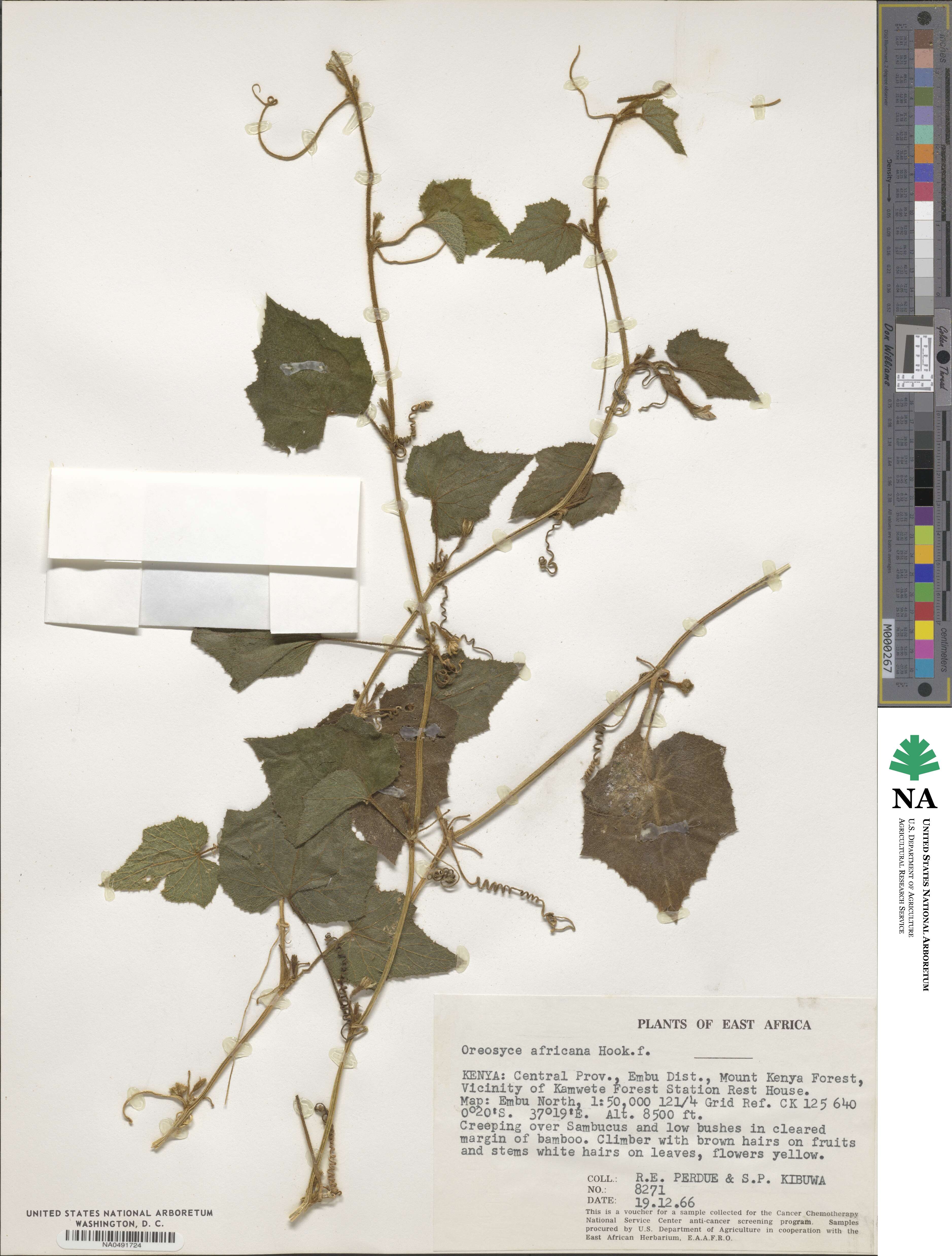 Cucumis image