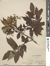 Sambucus racemosa image