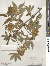 Sambucus racemosa image