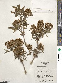 Sambucus racemosa image