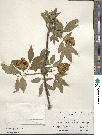 Sambucus racemosa image