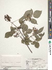 Sambucus racemosa image