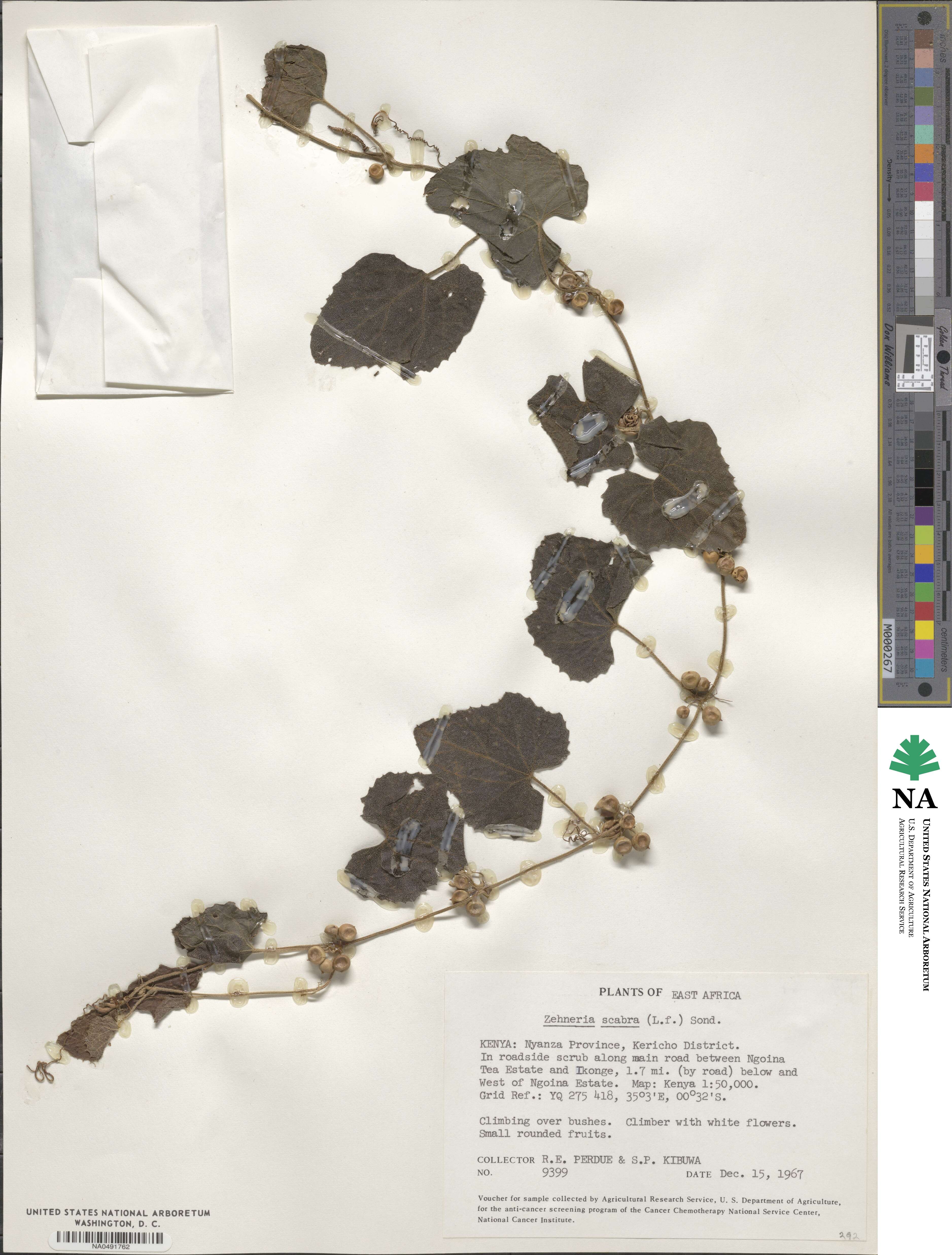 Zehneria scabra image