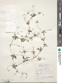 Kedrostis africana image