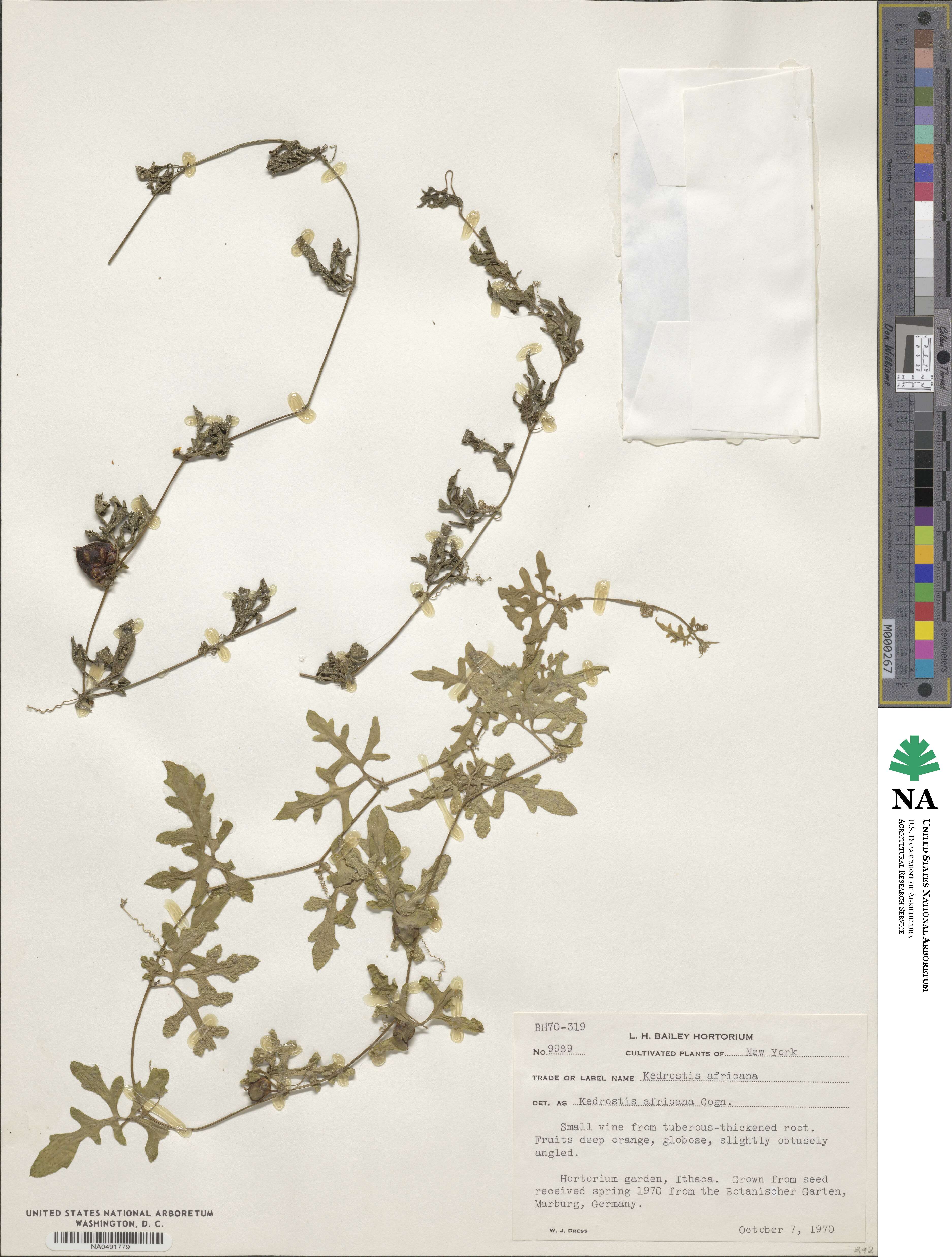 Kedrostis africana image