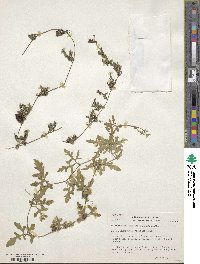 Kedrostis africana image
