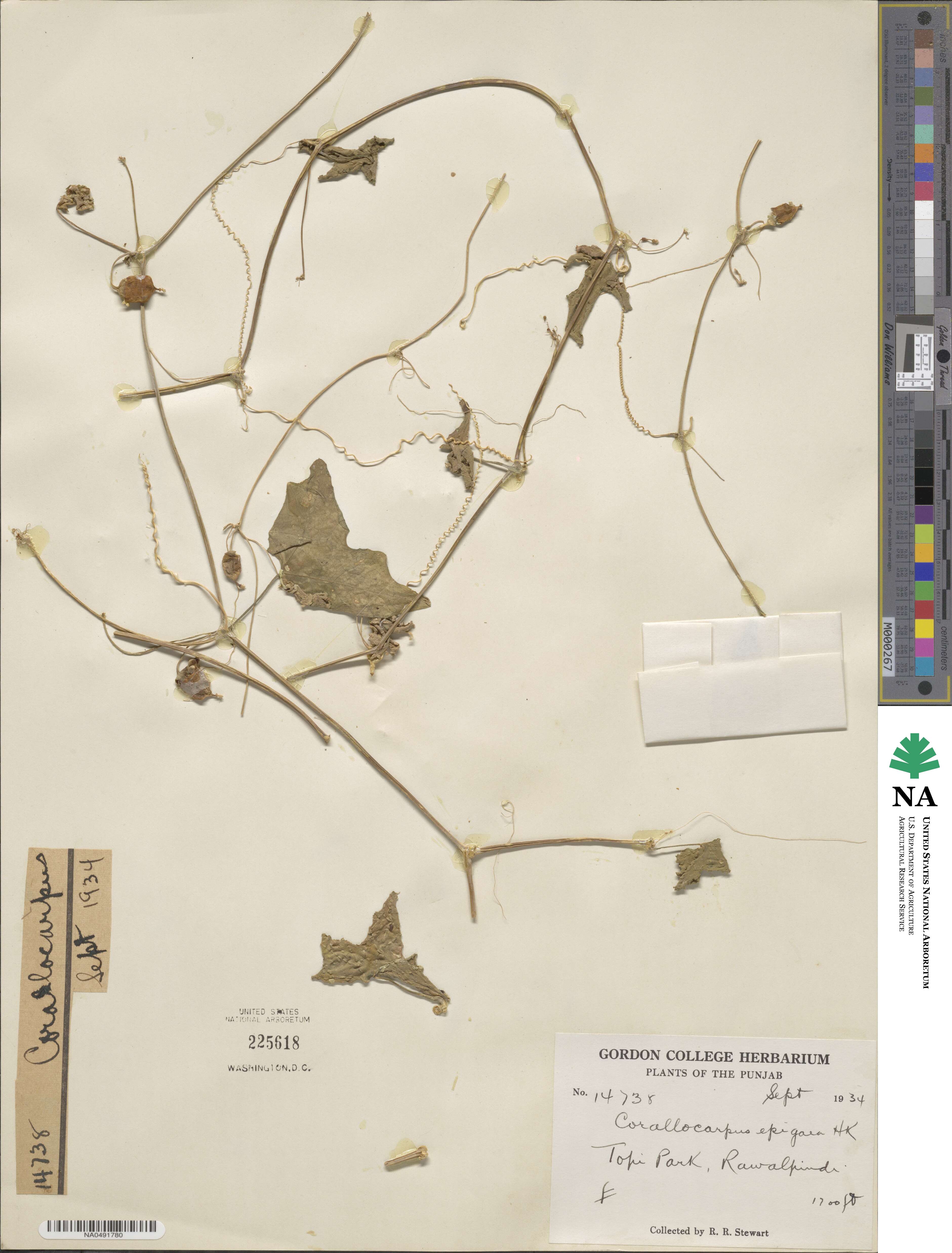 Corallocarpus epigaeus image