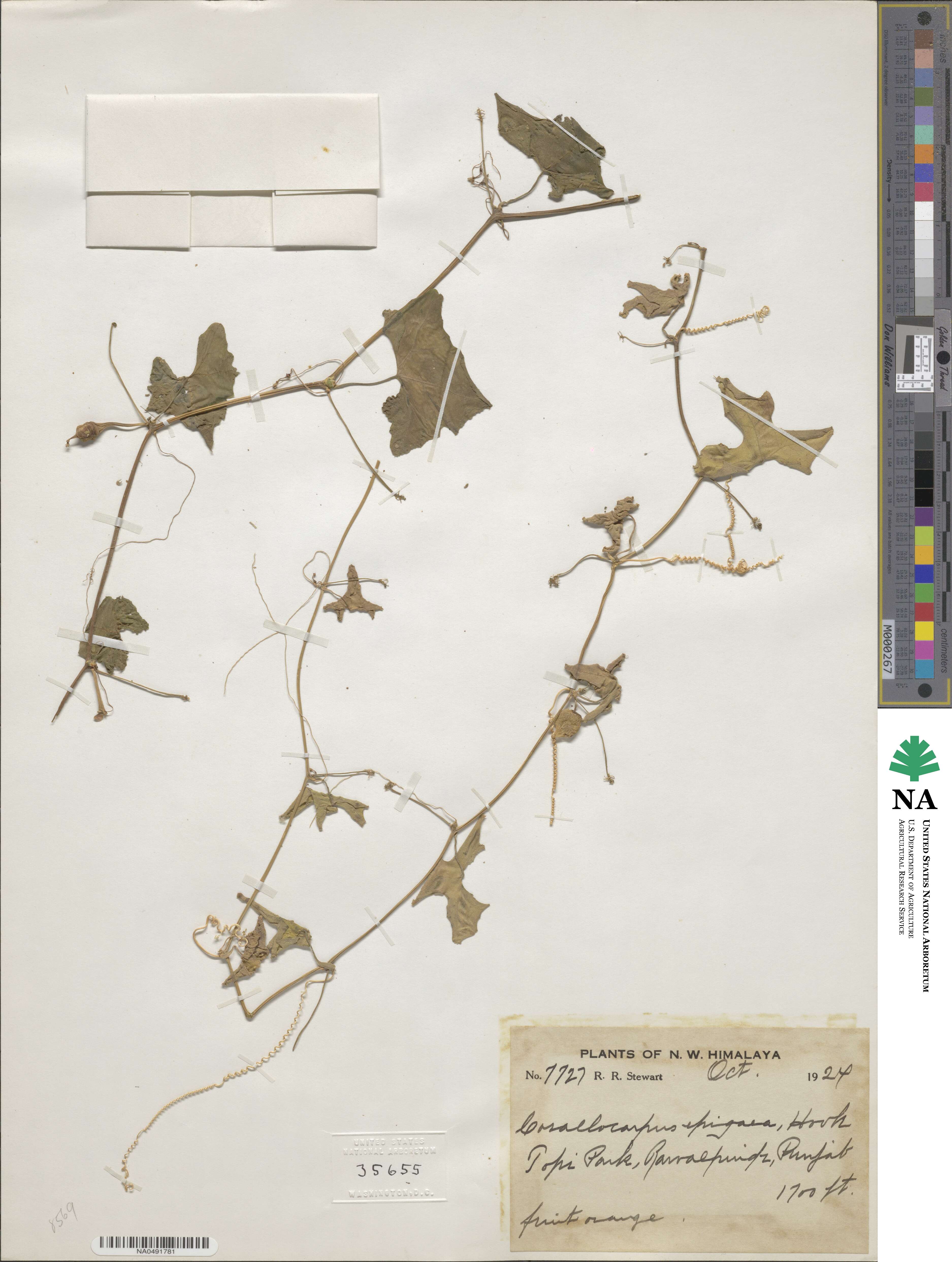 Corallocarpus image