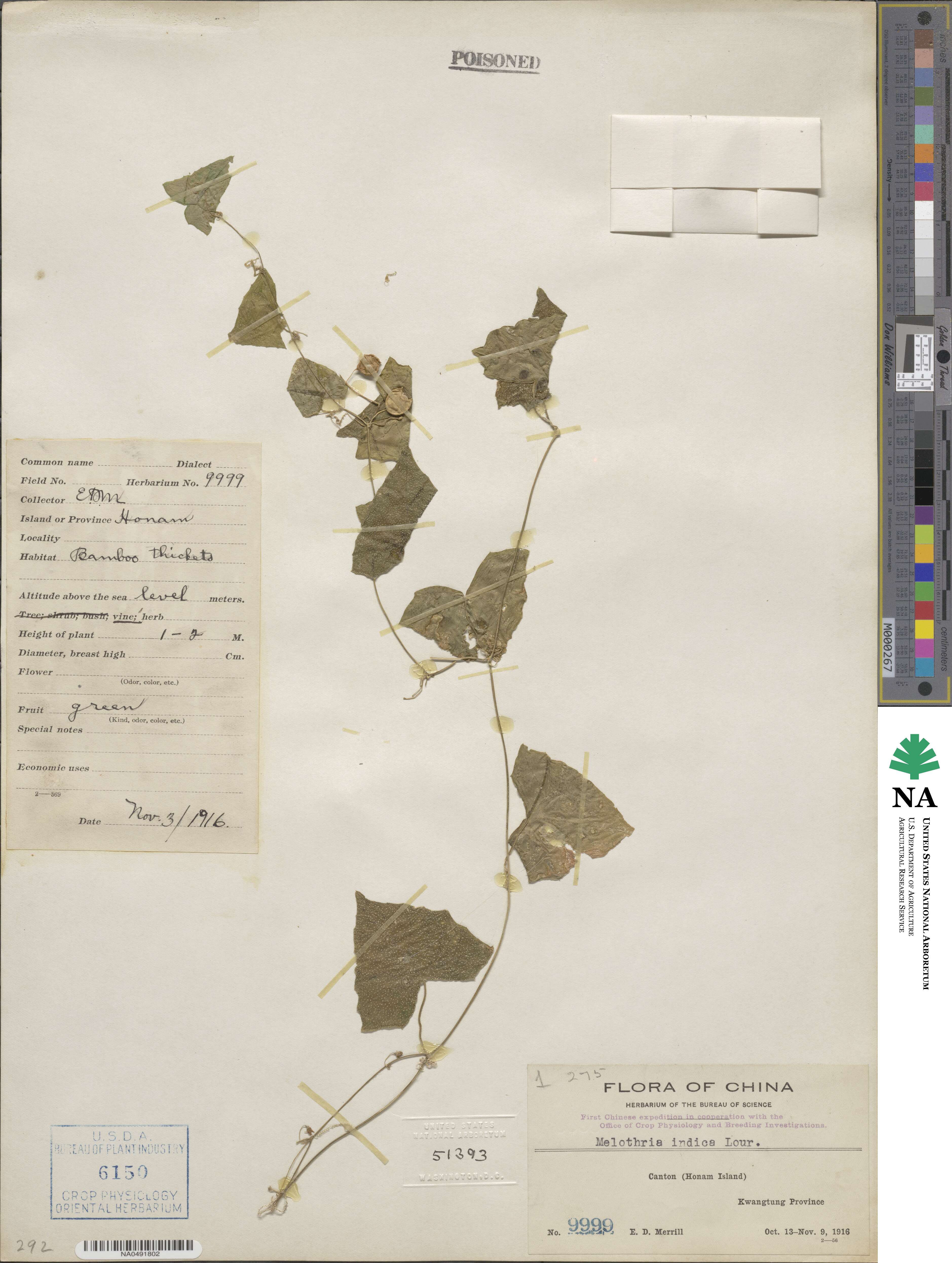Zehneria odorata image