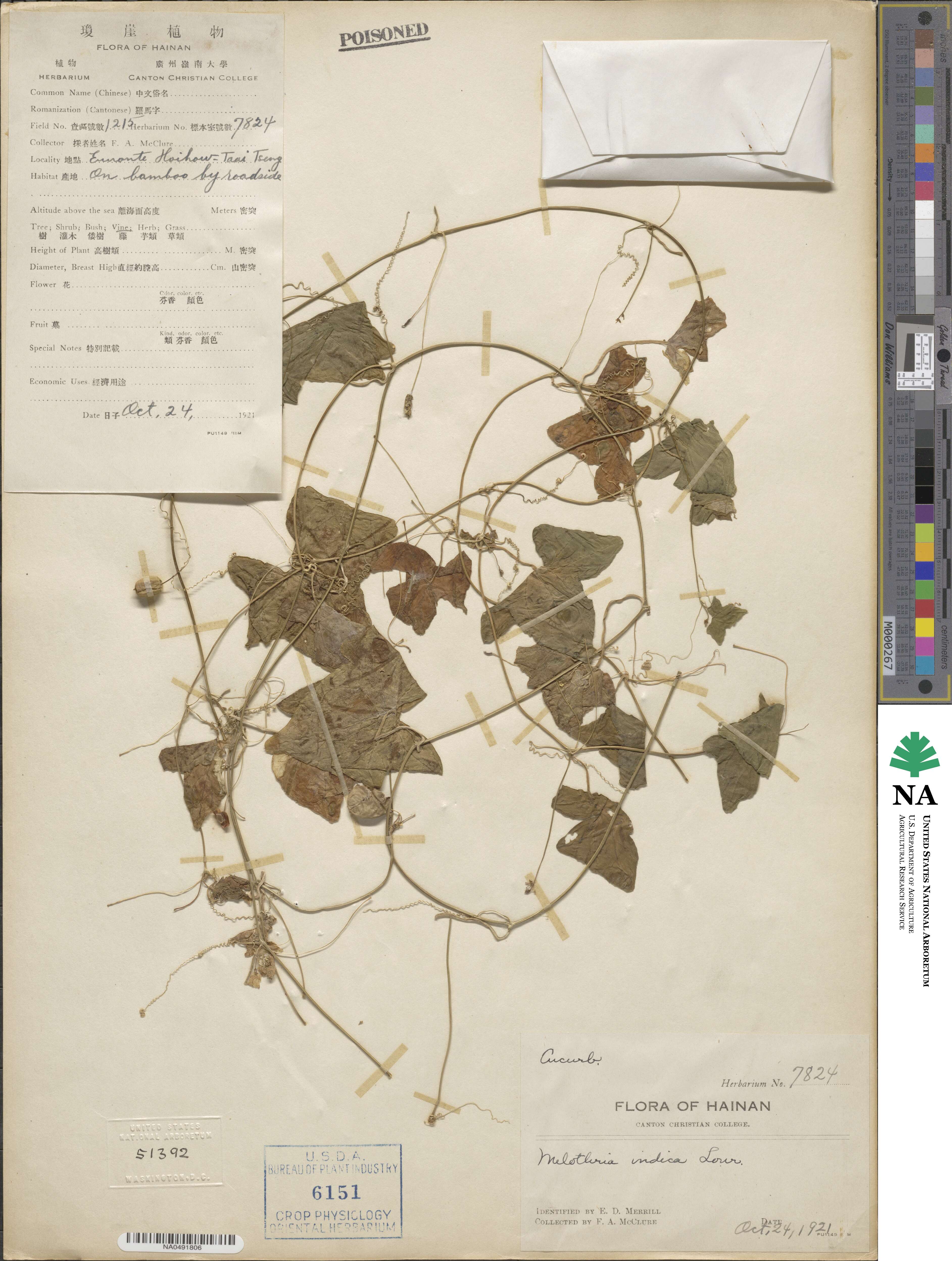 Zehneria odorata image