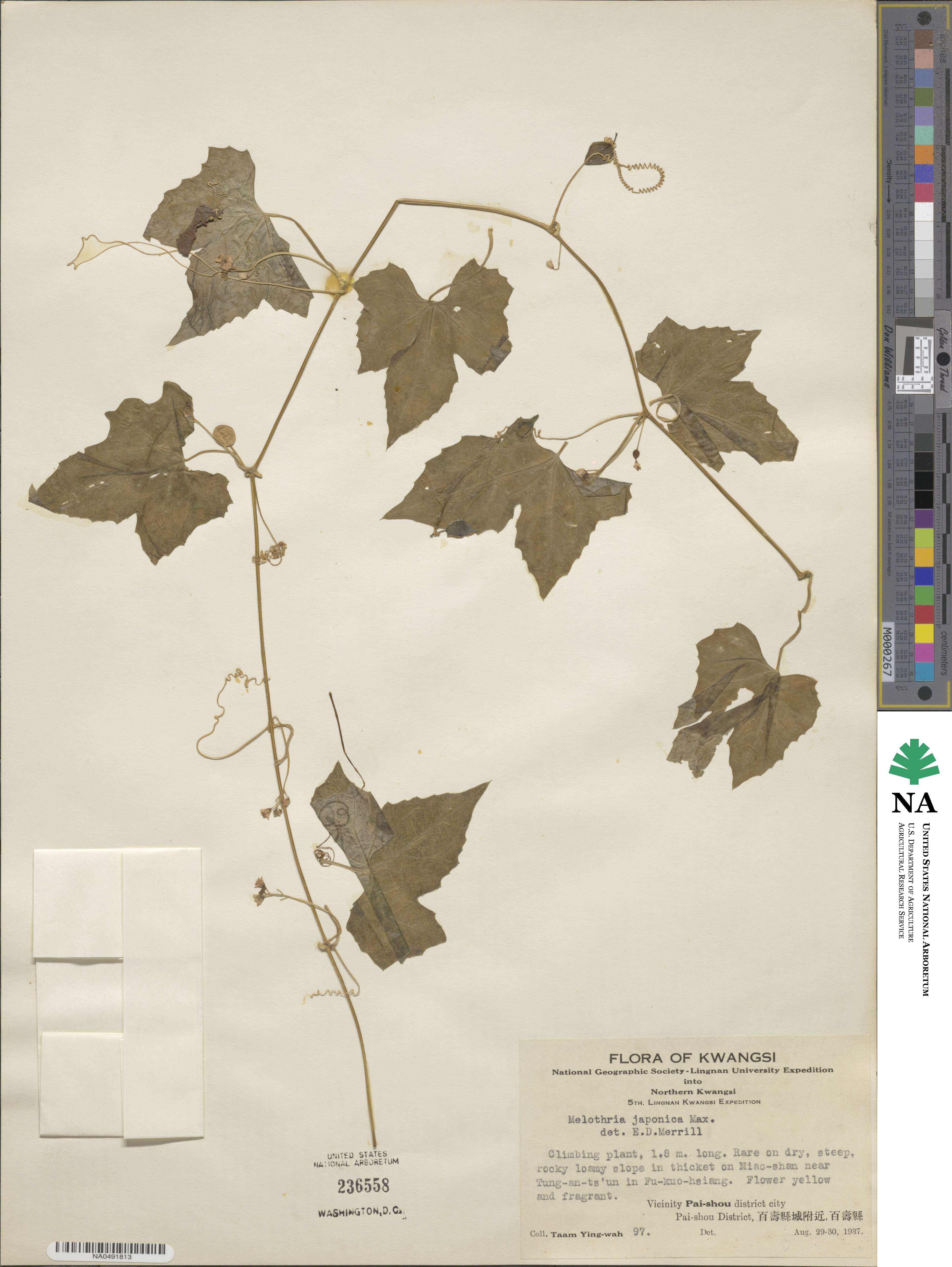 Zehneria japonica image