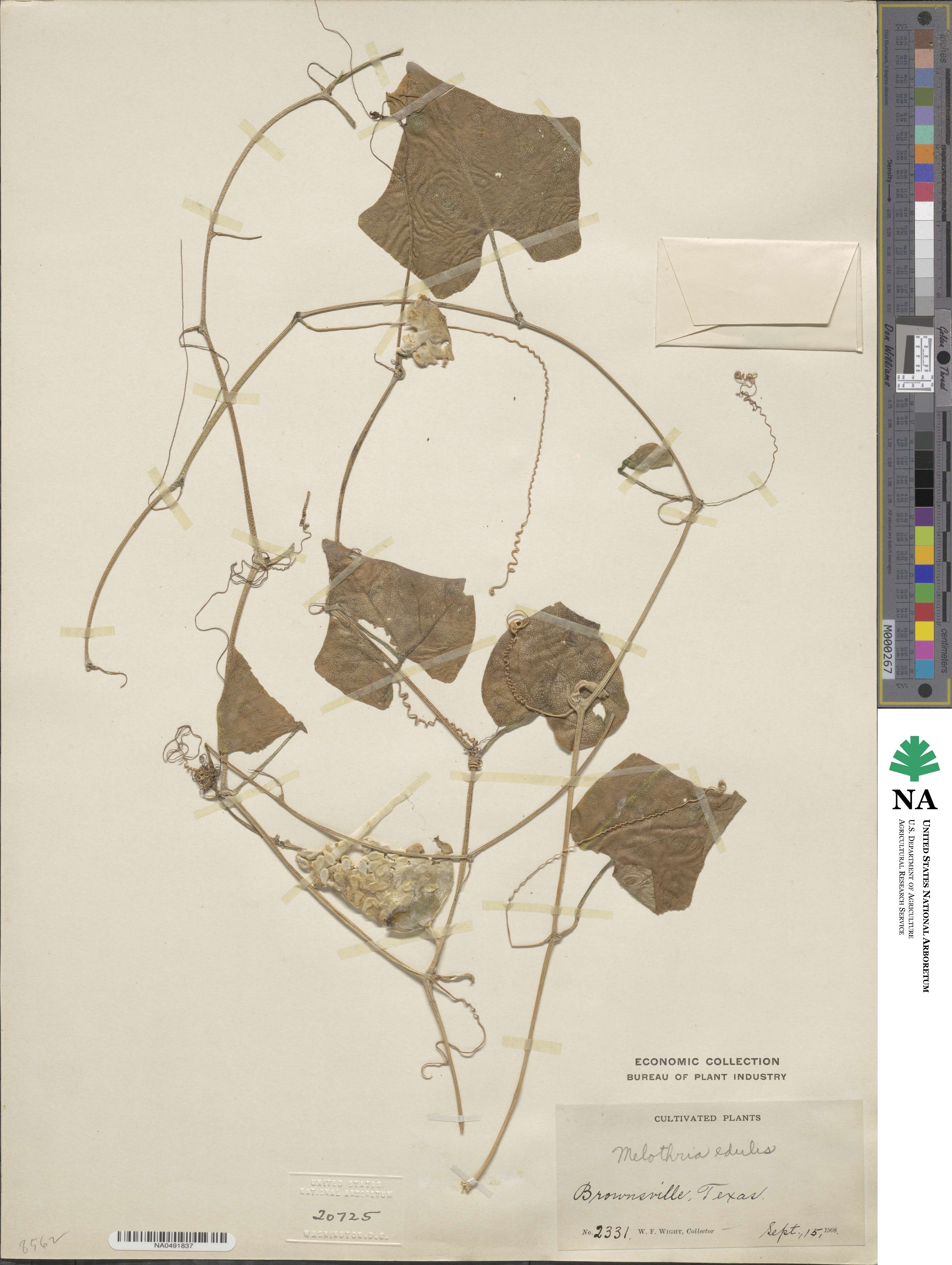 Melothria pendula image