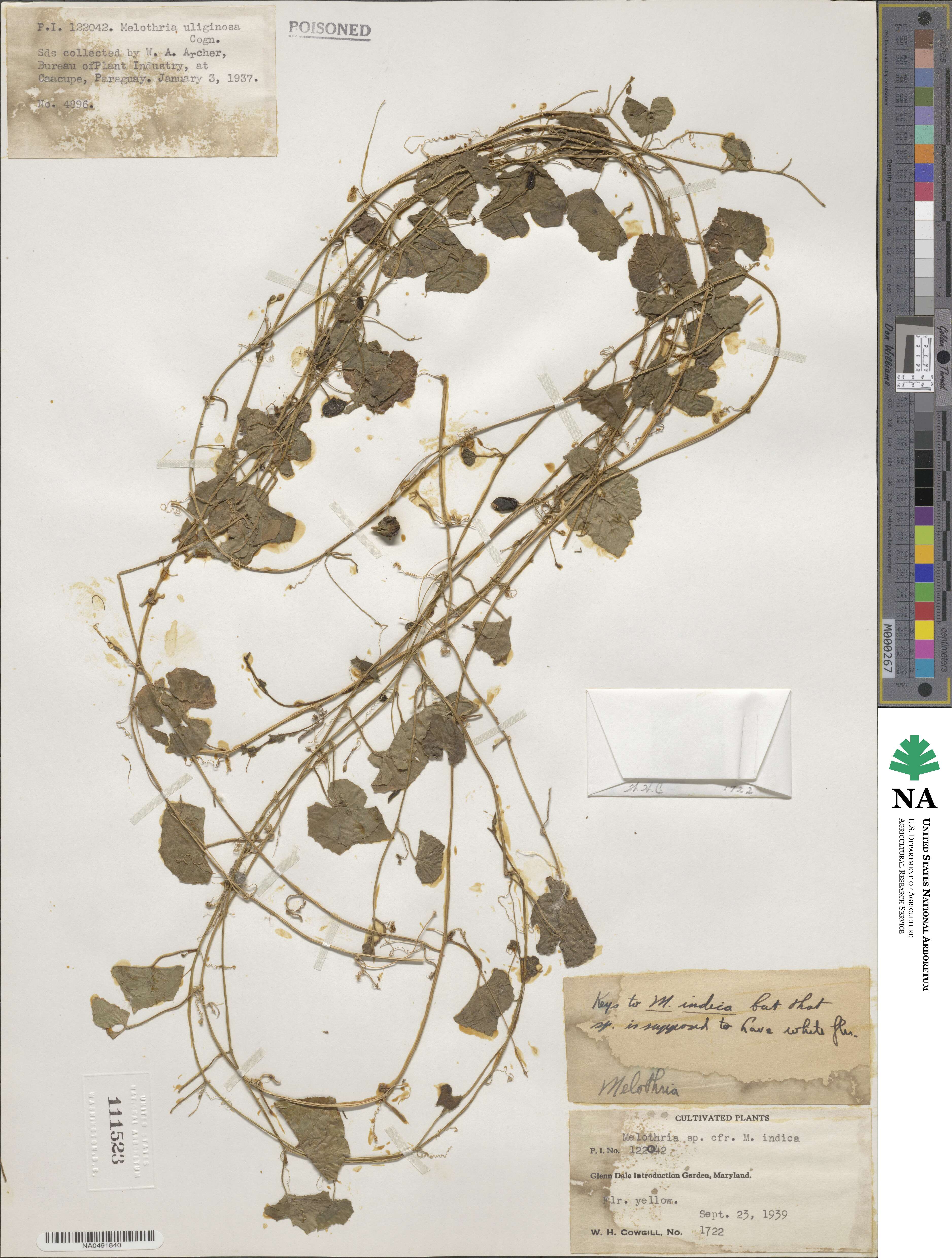 Zehneria odorata image
