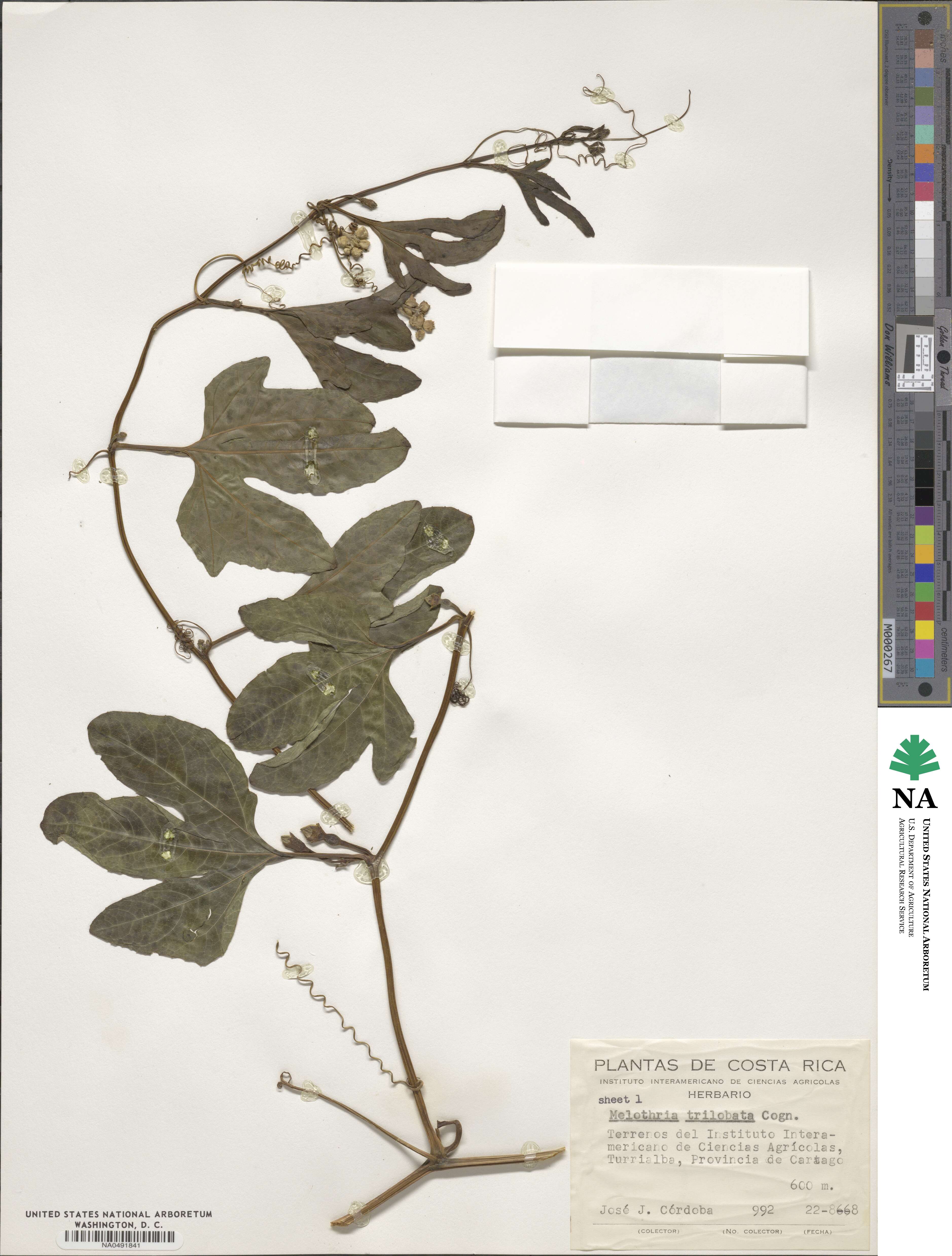 Melothria trilobata image