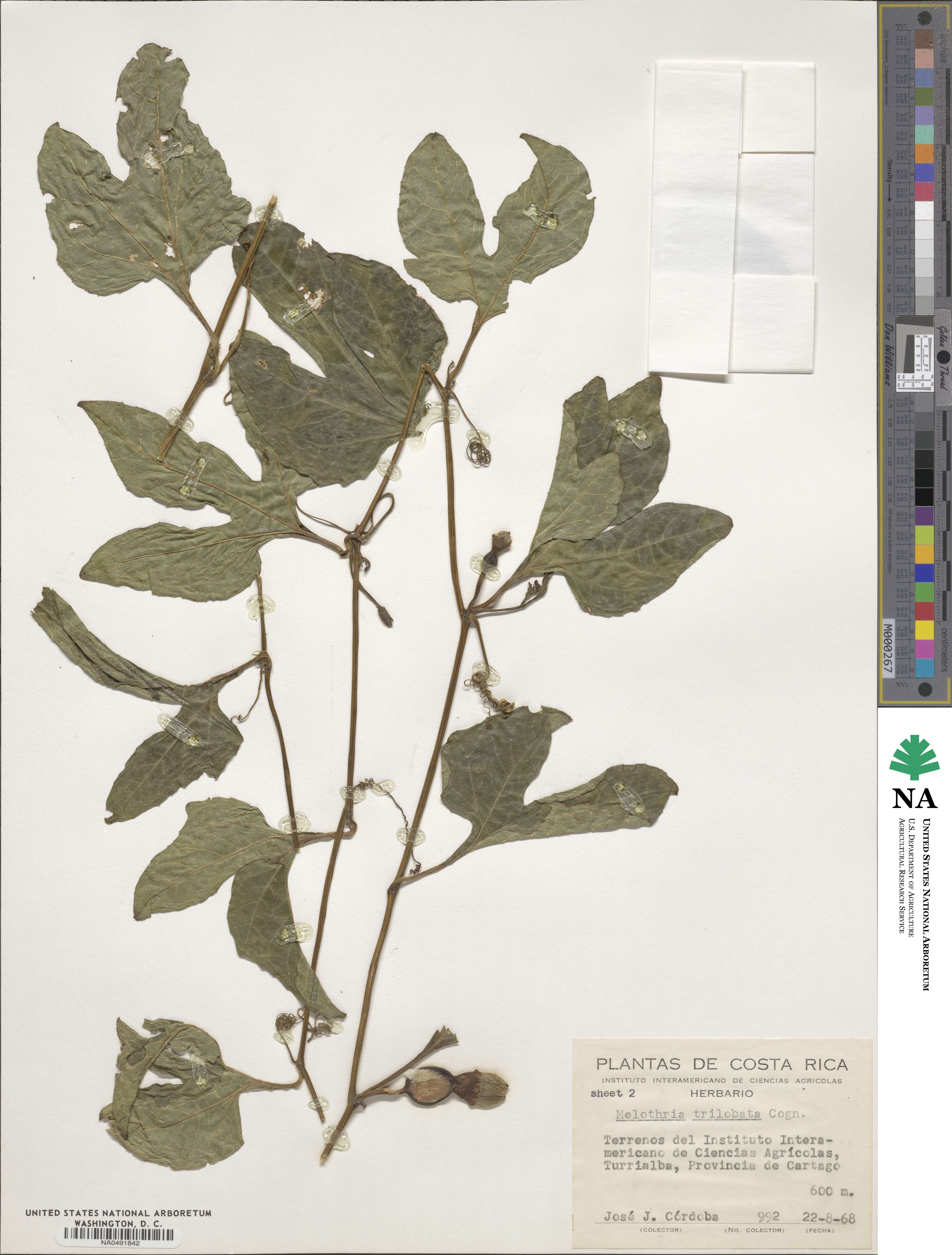 Melothria trilobata image