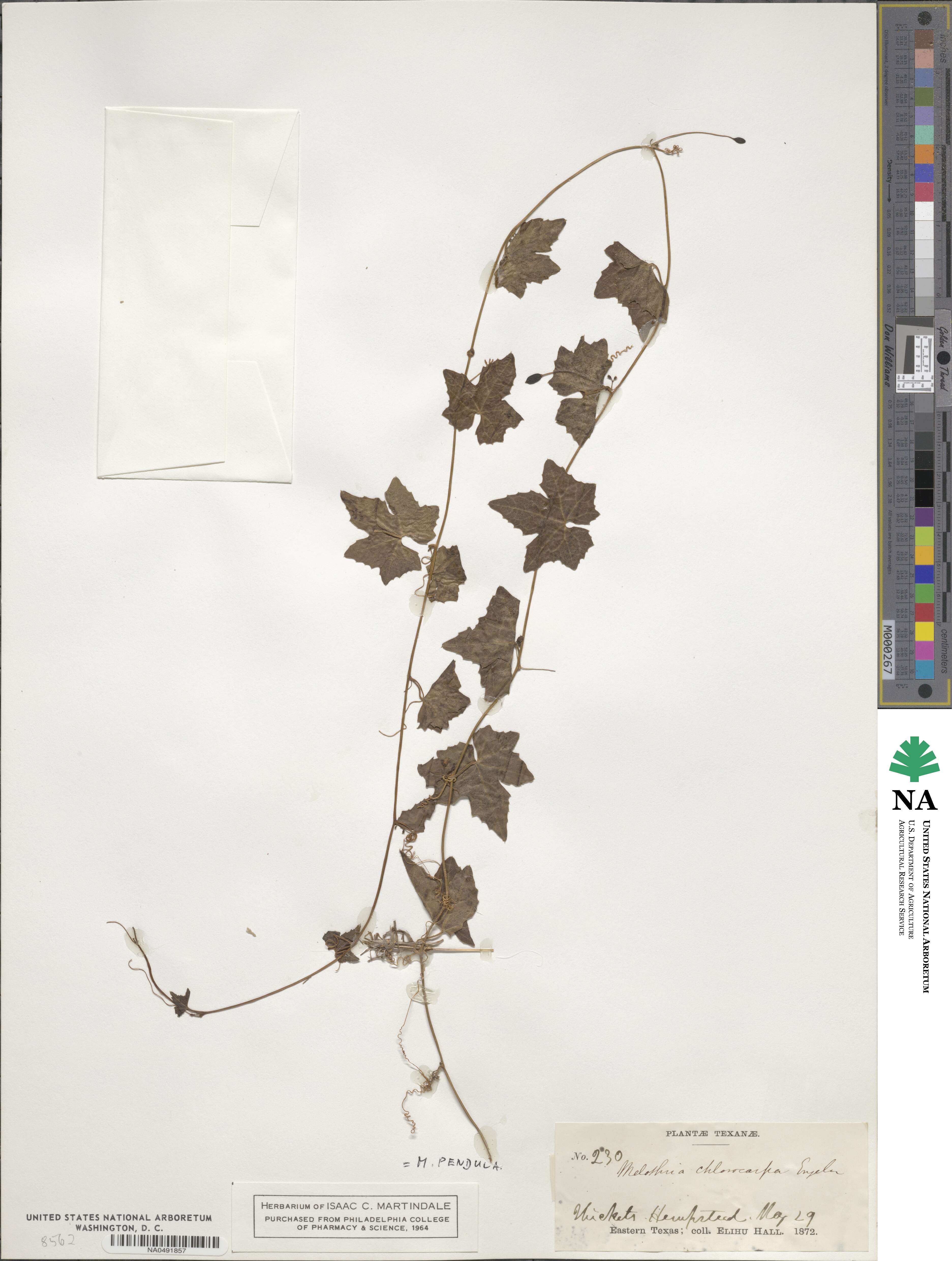 Melothria pendula image