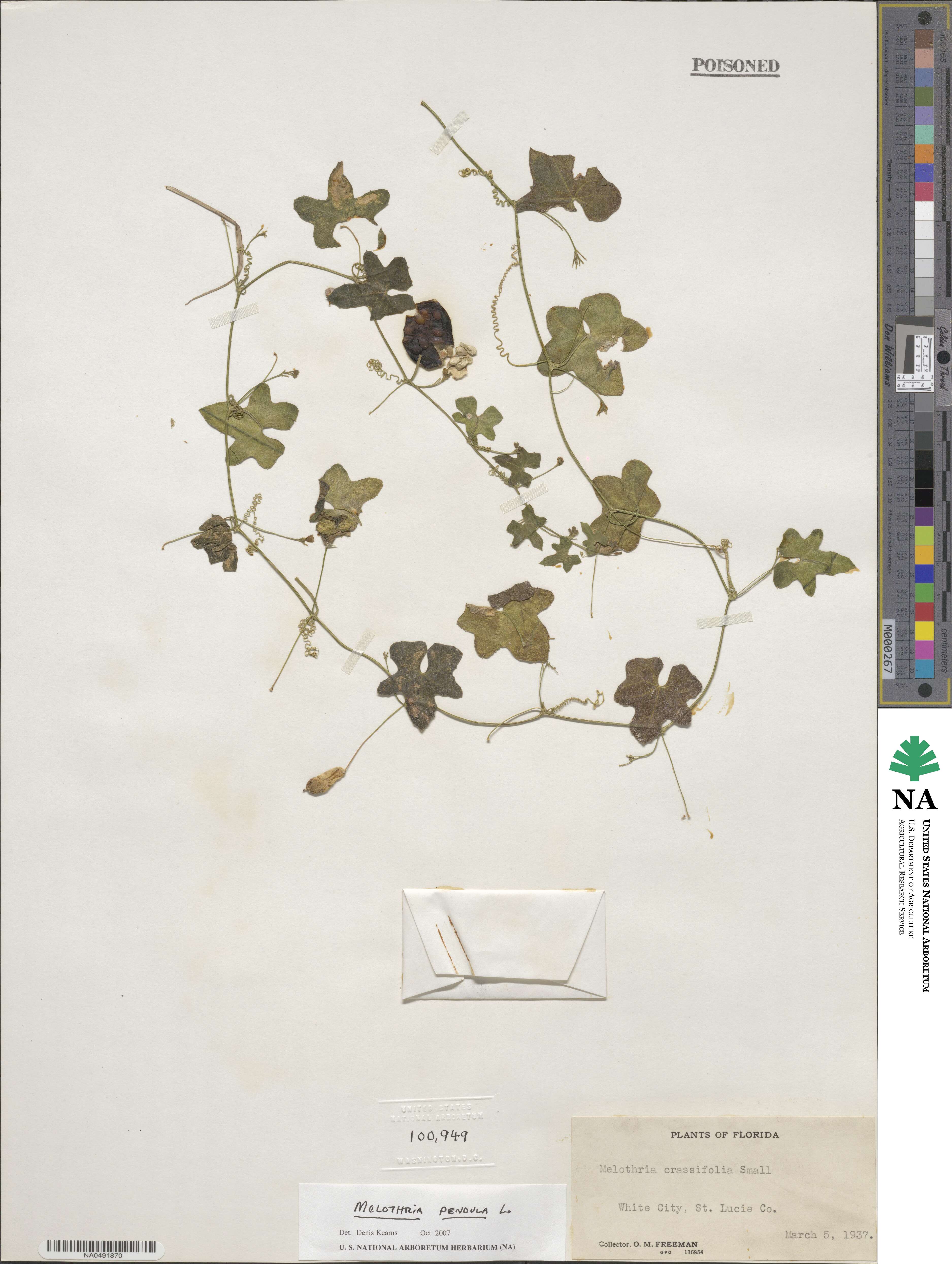 Melothria pendula image