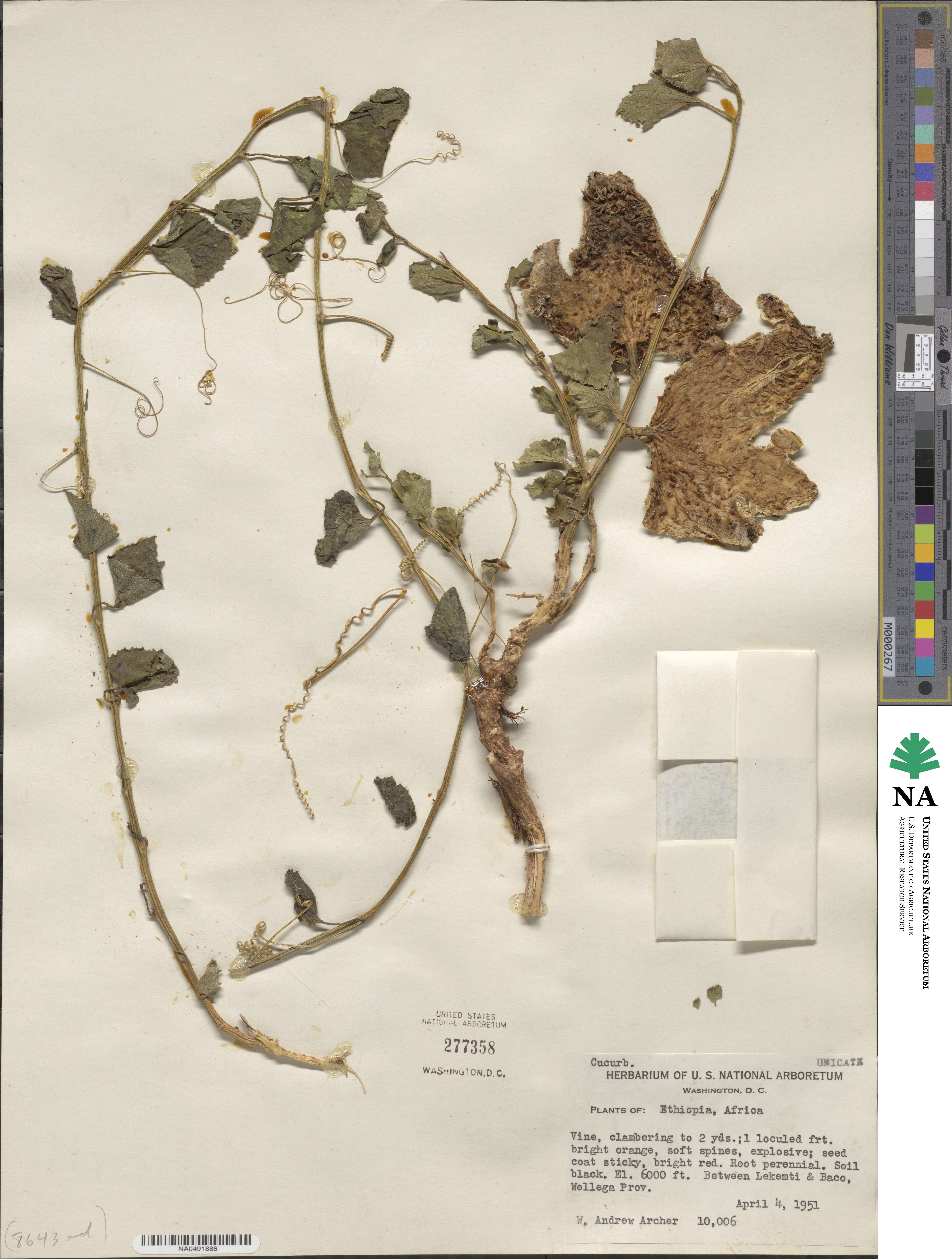 Momordica foetida image