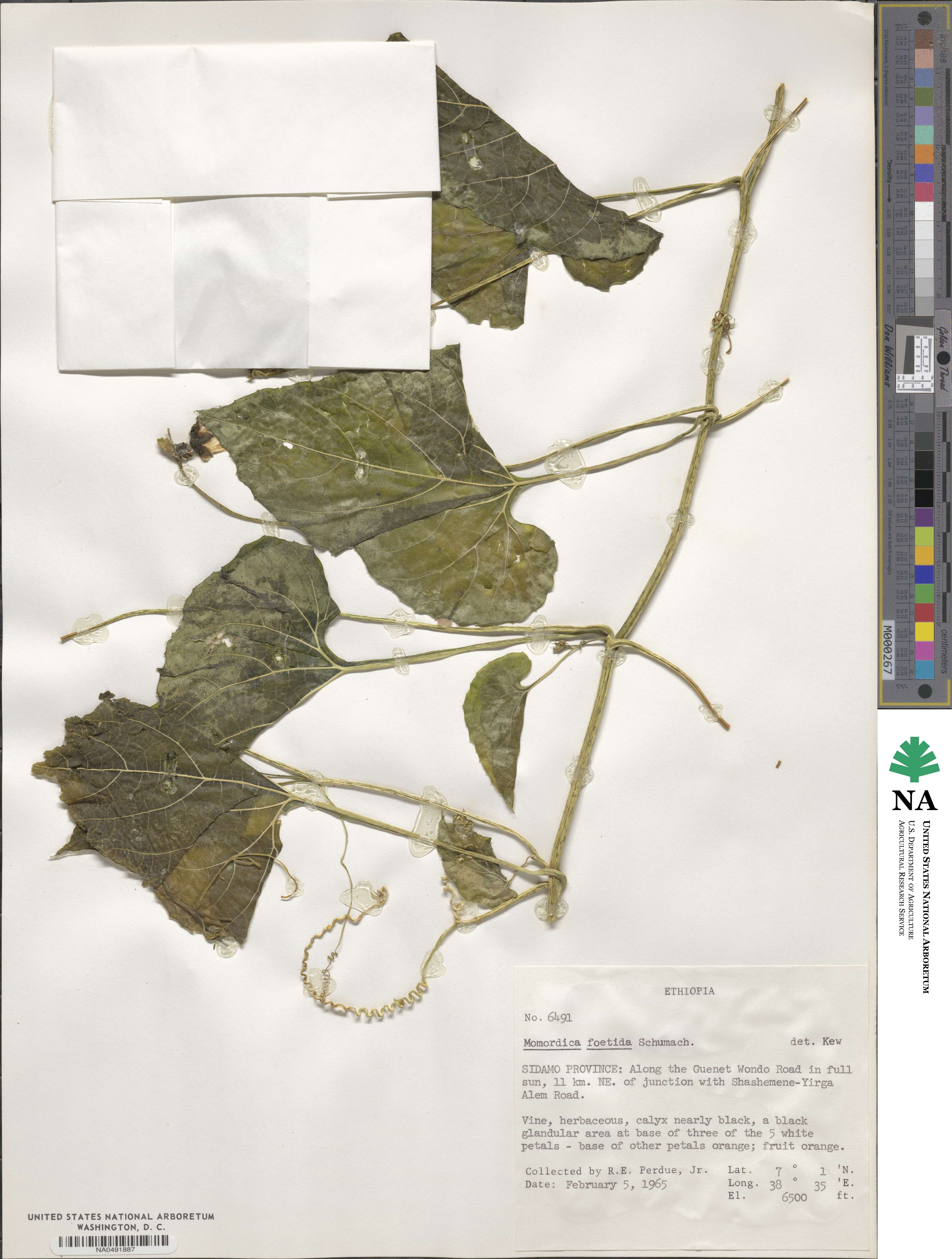 Momordica foetida image