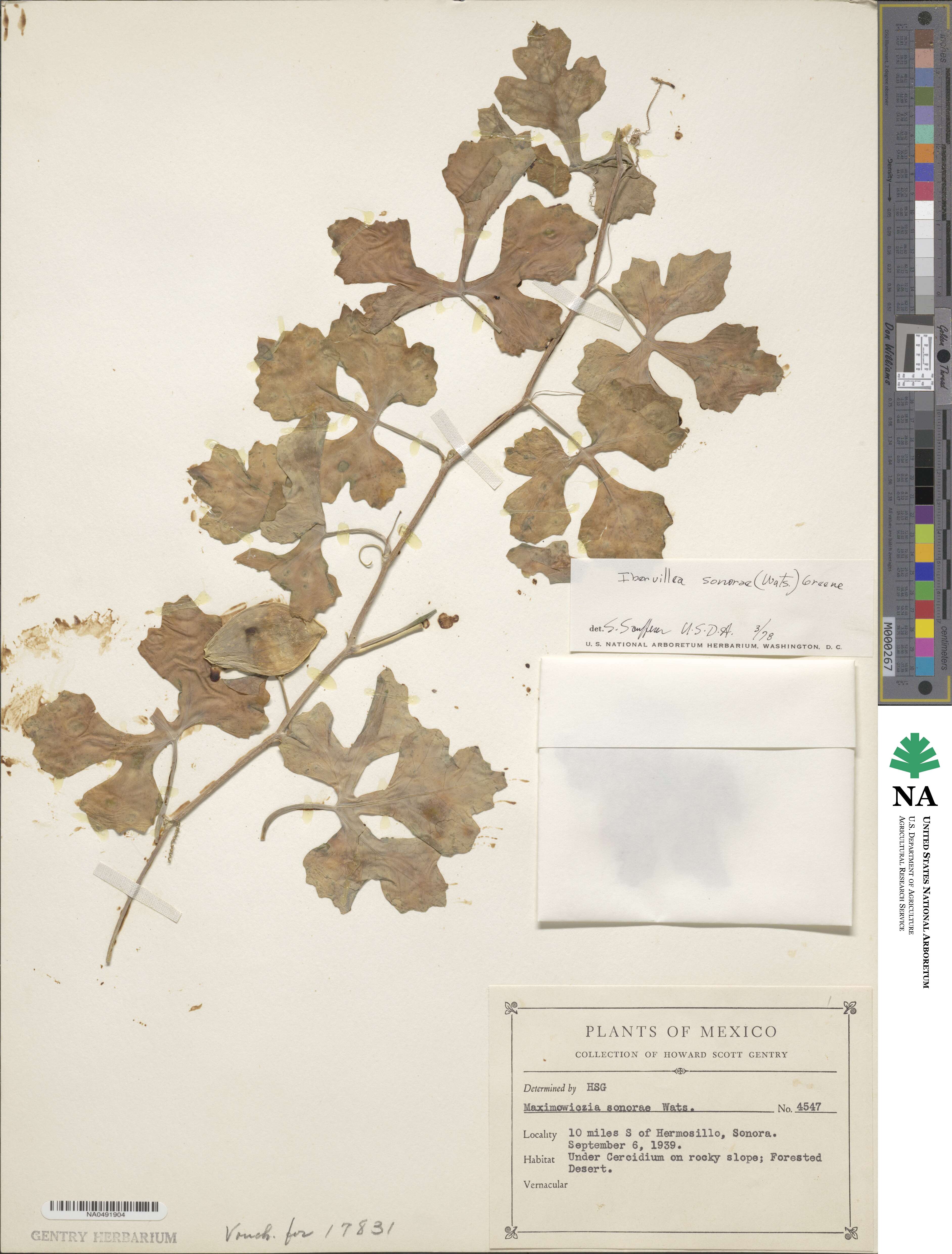 Ibervillea sonorae image