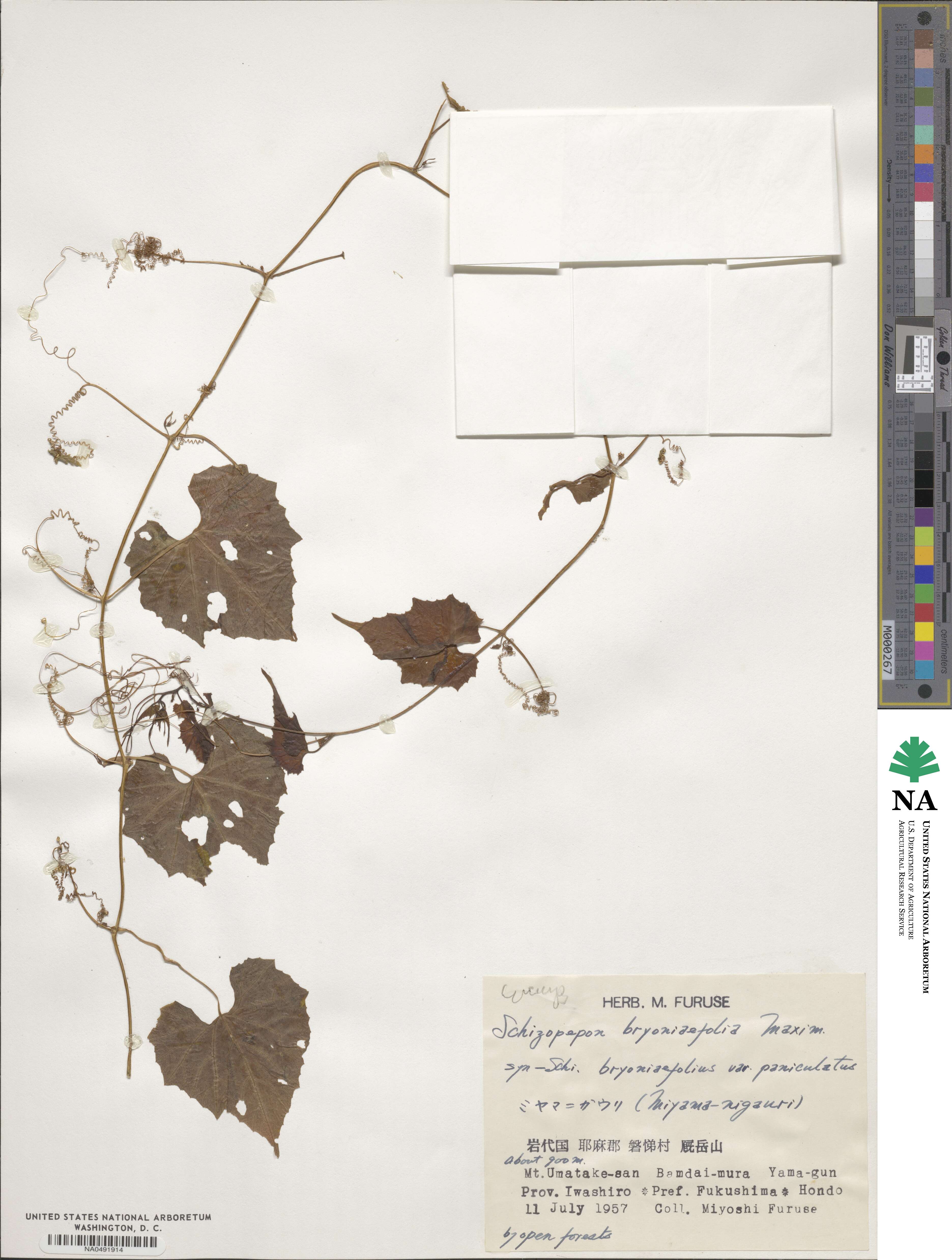 Schizopepon bryoniifolius image