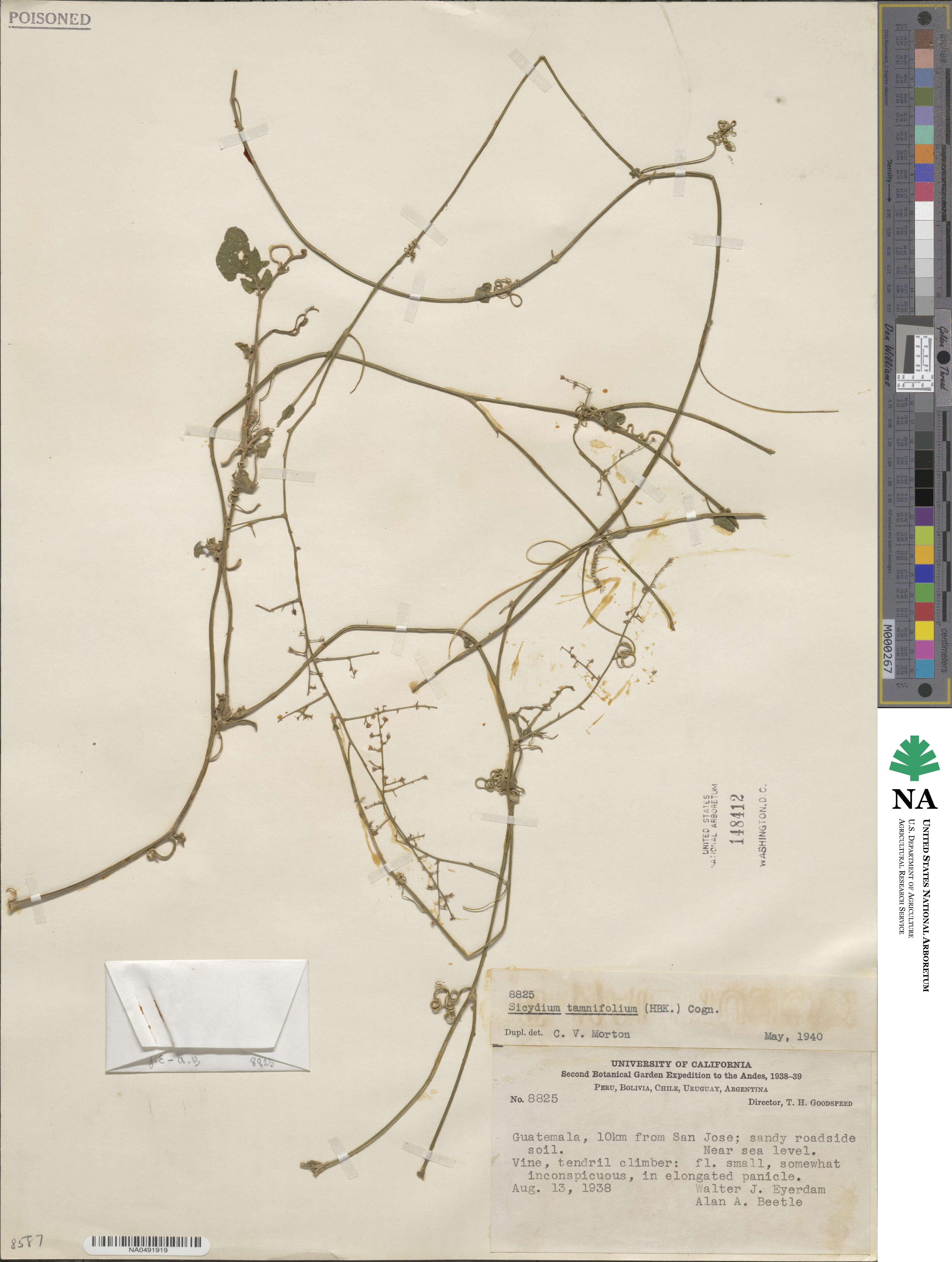 Sicydium tamnifolium image