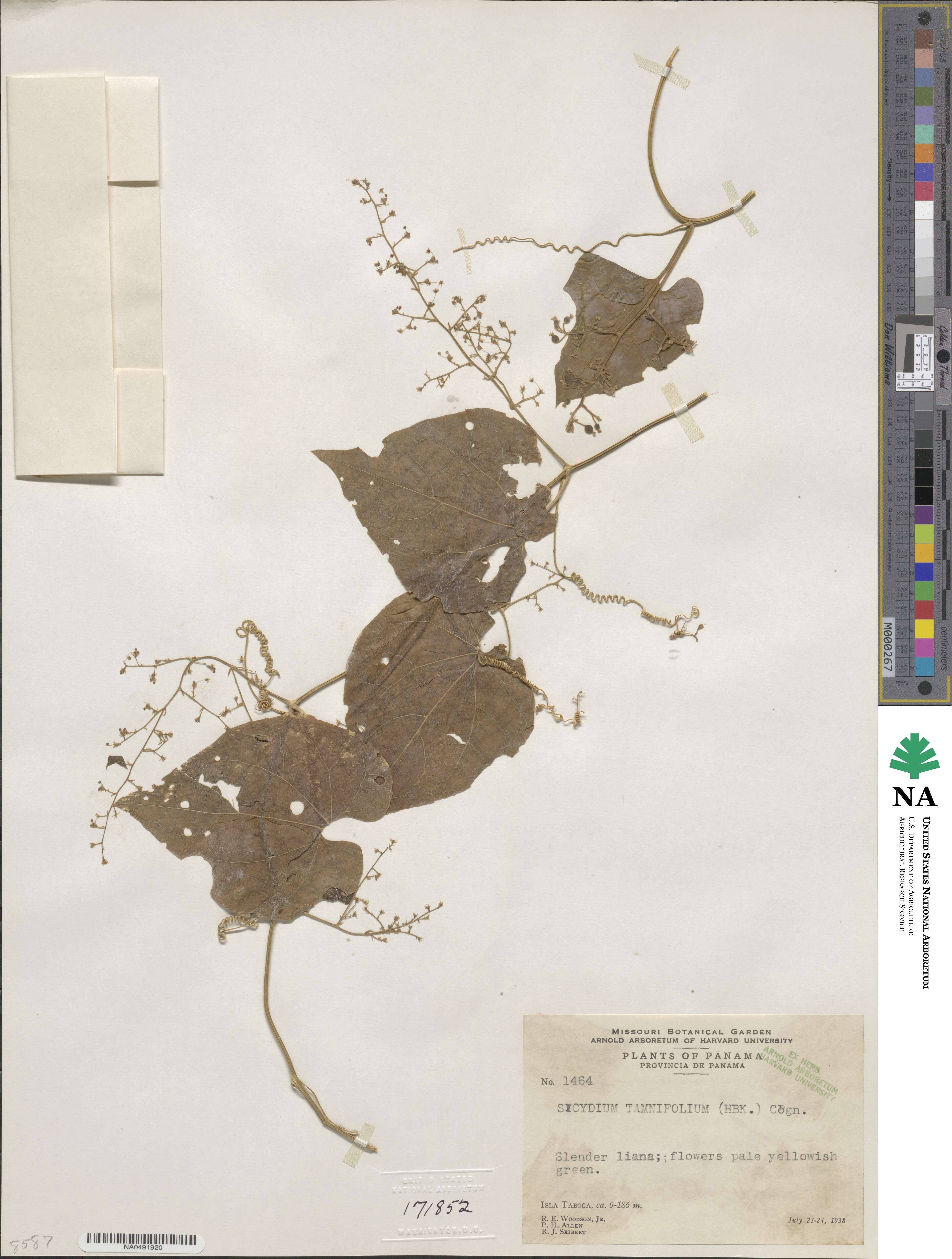 Sicydium image