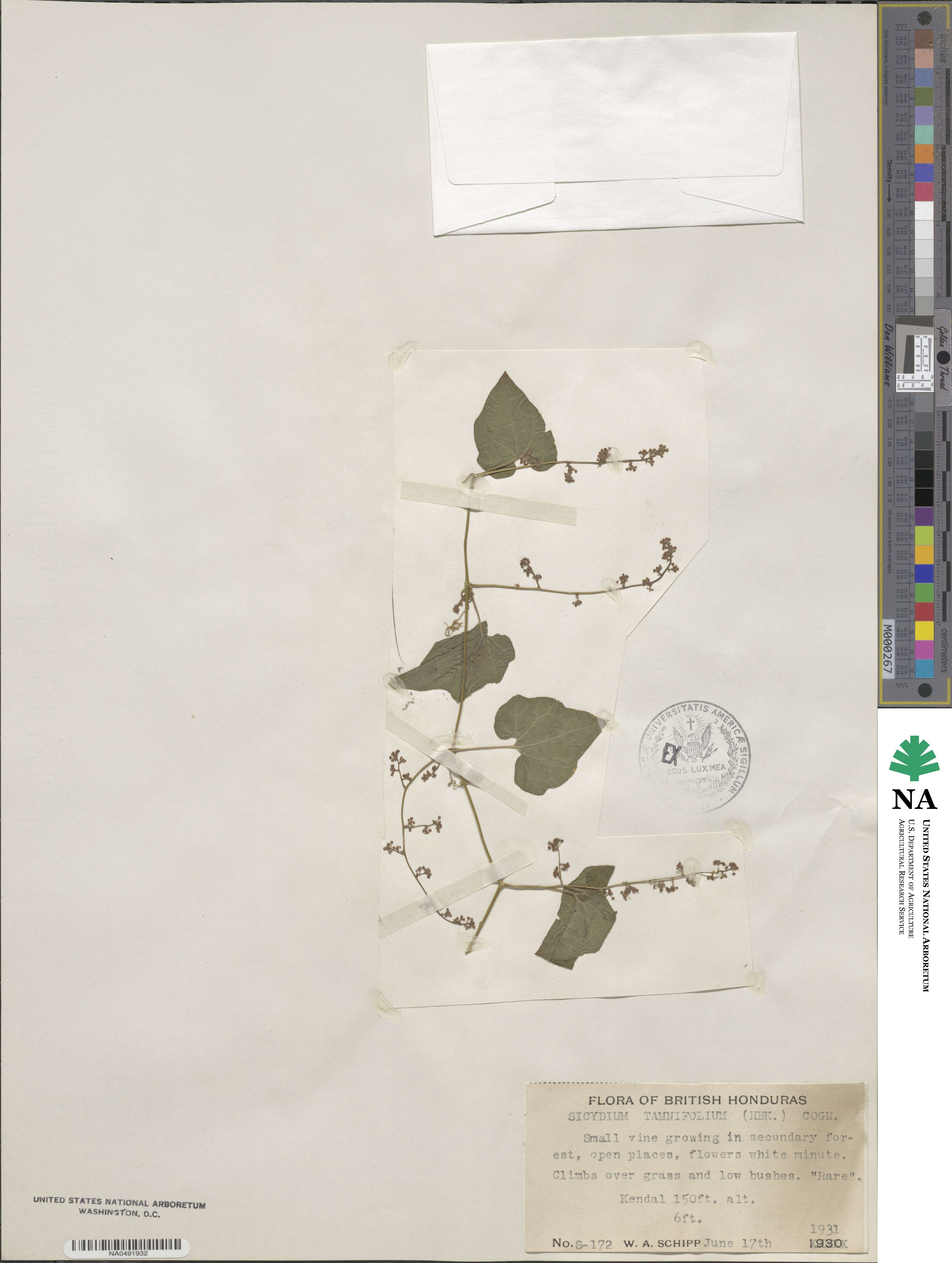 Sicydium image